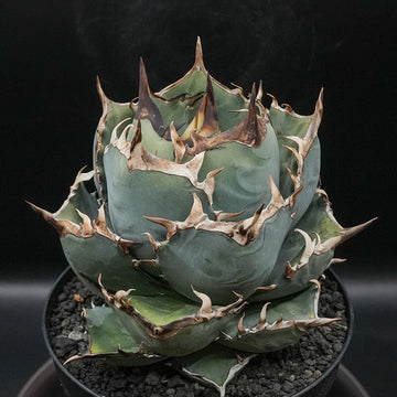 Agave titanota 鳳凰 子株 No.1 (Lize血統)