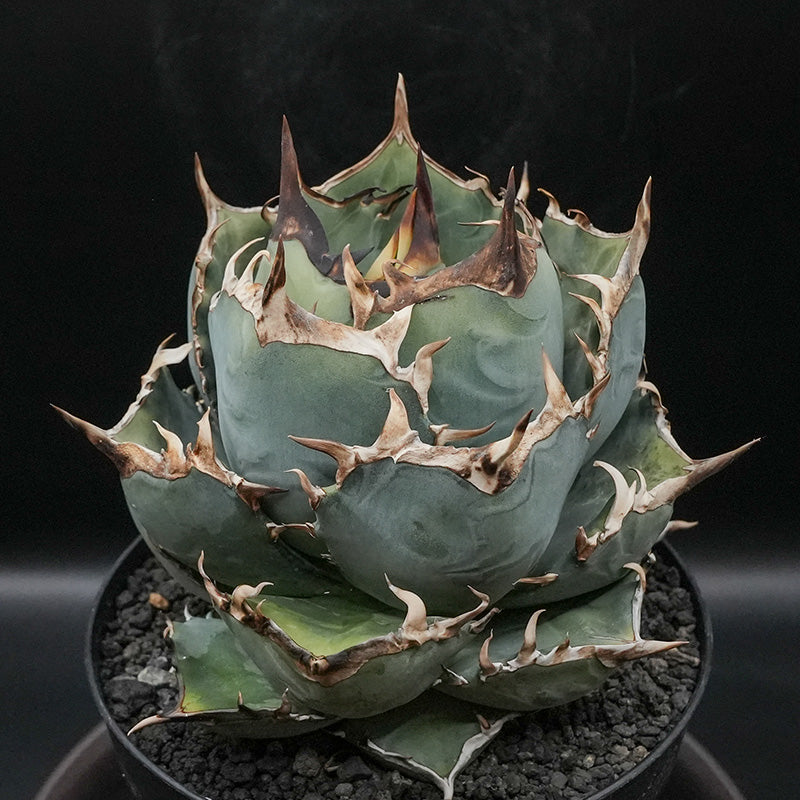 Agave titanota 鳳凰 子株 No.1 (Lize血統)