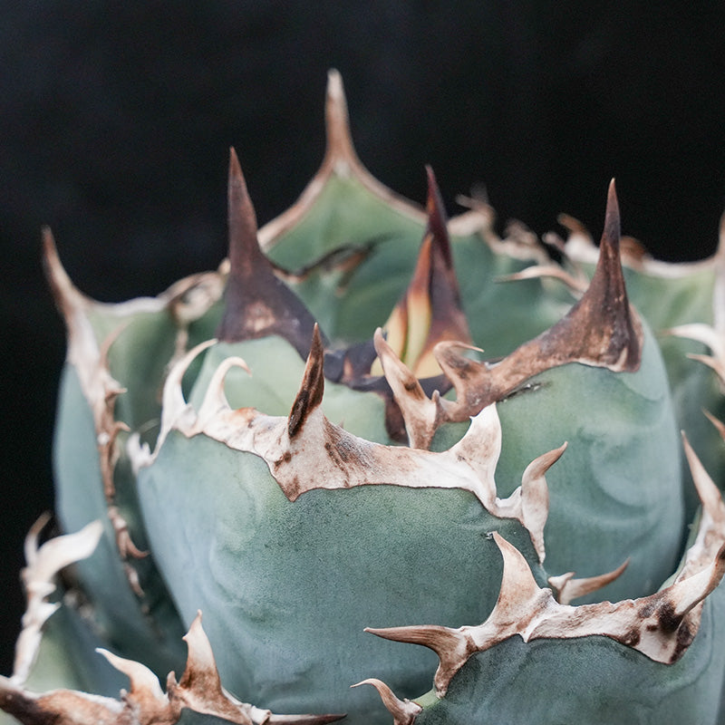 Agave titanota 鳳凰 子株 No.1 (Lize血統)