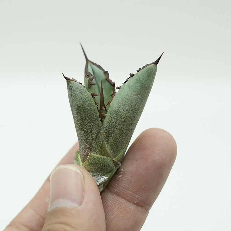 Agave titanota 鳳凰 子株 No.1 (Lize血統)