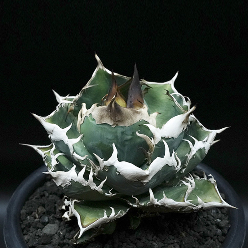 Agave titanota 穿山甲 子株 No.1 (Lize血統)