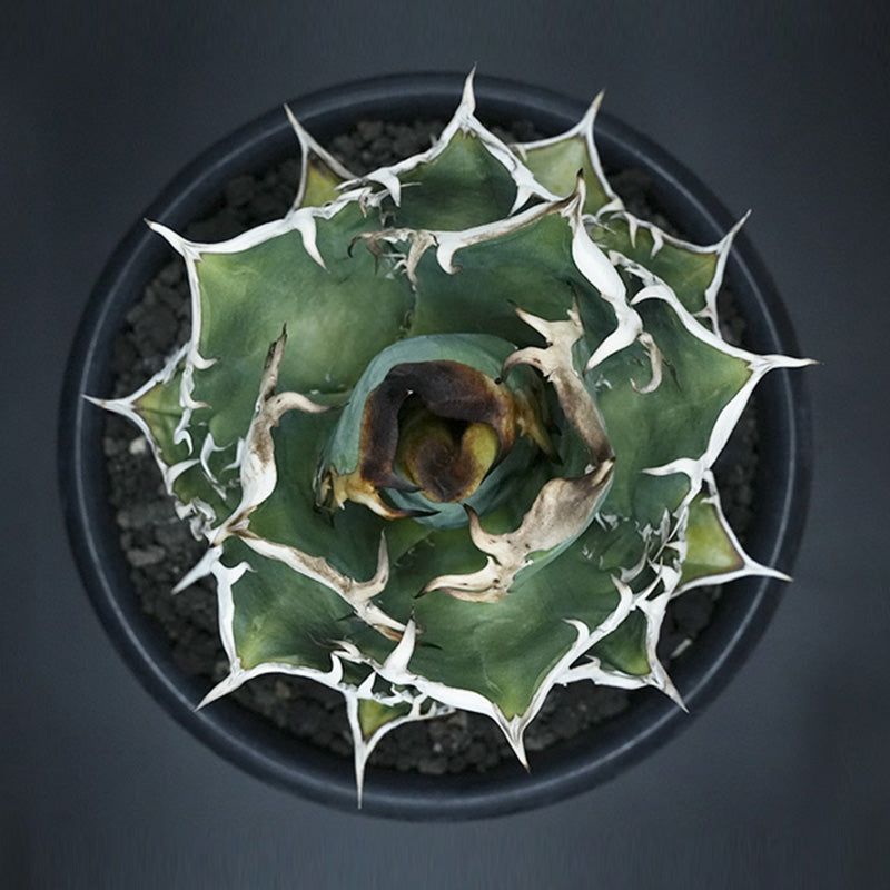 Agave titanota 穿山甲 子株 No.1 (Lize血統)