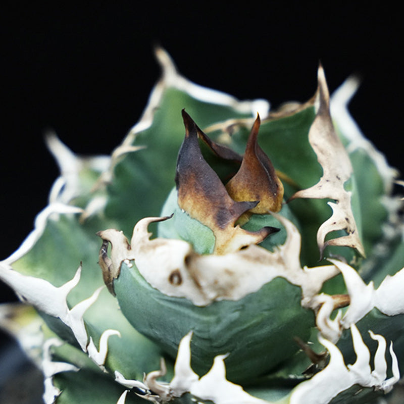 Agave titanota 穿山甲 子株 No.1 (Lize血統)