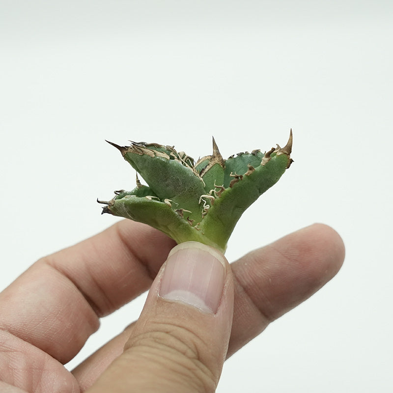 Agave titanota 穿山甲 子株 No.1 (Lize血統)