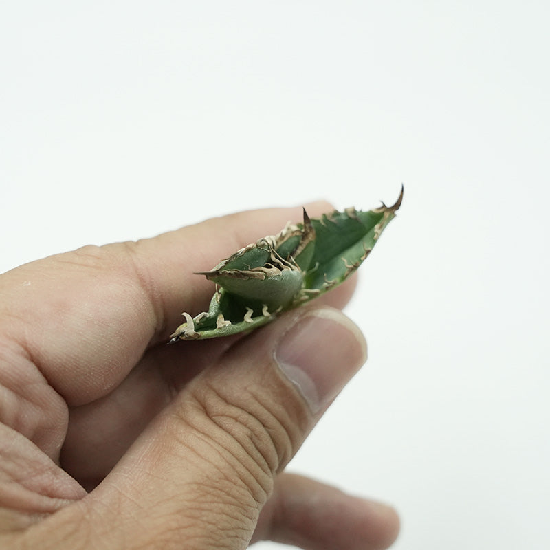 Agave titanota 穿山甲 子株 No.1 (Lize血統)