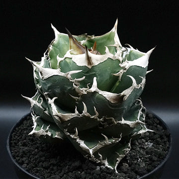 Agave titanota 清櫻 子株 No.1 (Lize血統)