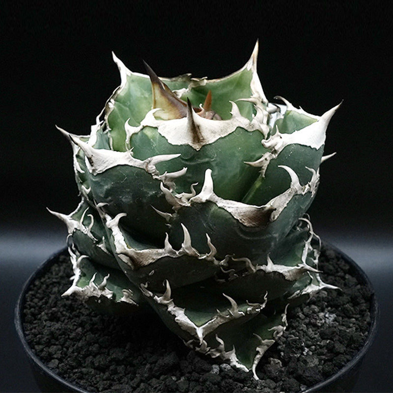 Agave titanota 清櫻 子株 No.1 (Lize血統)