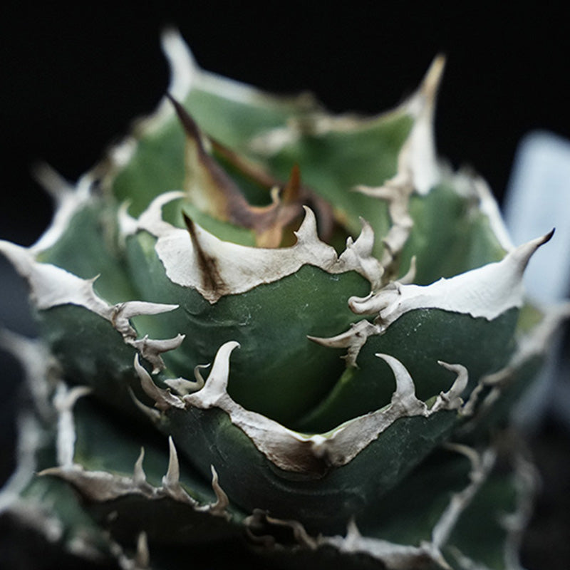 Agave titanota 清櫻 子株 No.1 (Lize血統)