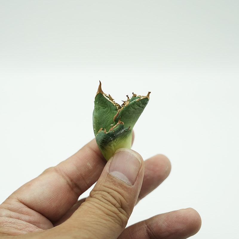 Agave titanota 清櫻 子株 No.1 (Lize血統)
