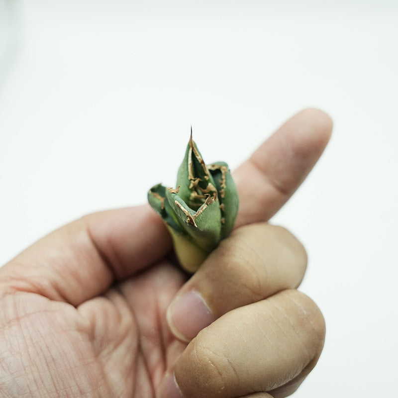 Agave titanota 清櫻 子株 No.1 (Lize血統)