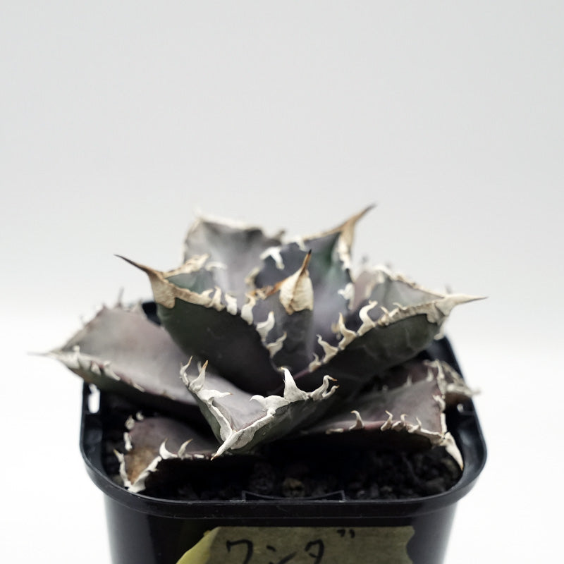 Agave titanota WANDA 子株 No.1 (毒刺産)