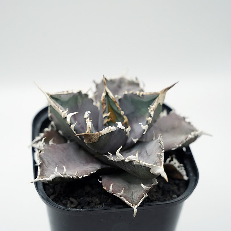 Agave titanota WANDA 子株 No.1 (毒刺産)