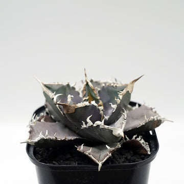 Agave titanota WANDA 子株 No.1 (毒刺産)