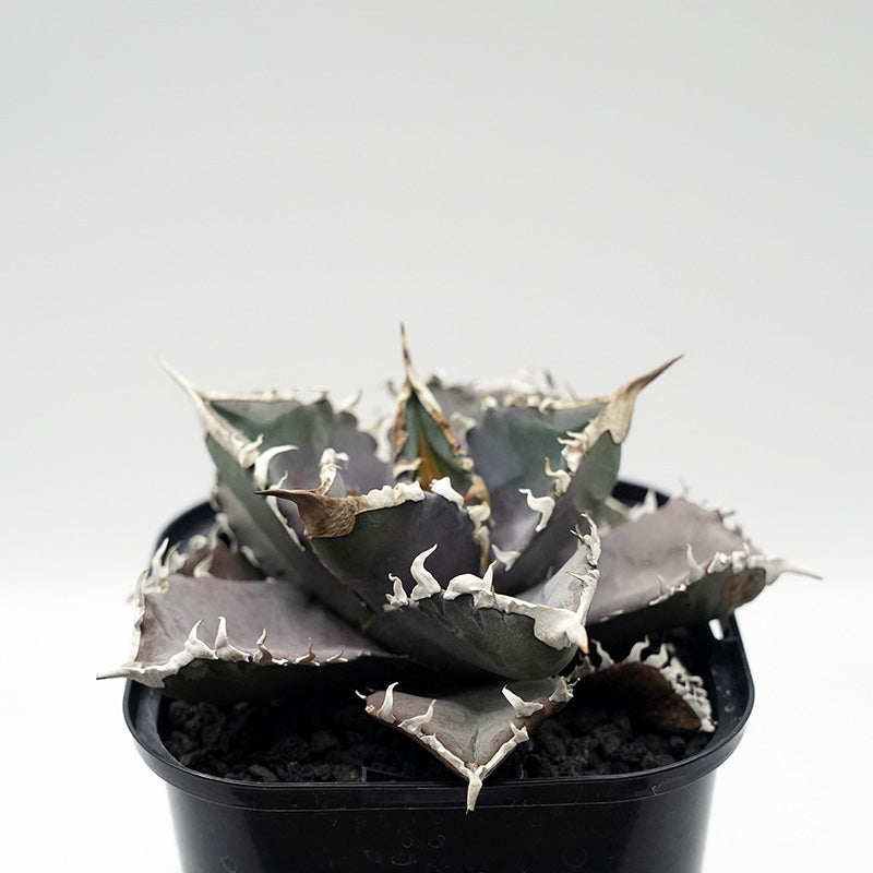 Agave titanota WANDA 子株 No.1 (毒刺産)