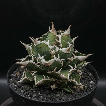 Agave titanota 大白鯊 子株 No.1 (Lize血統)
