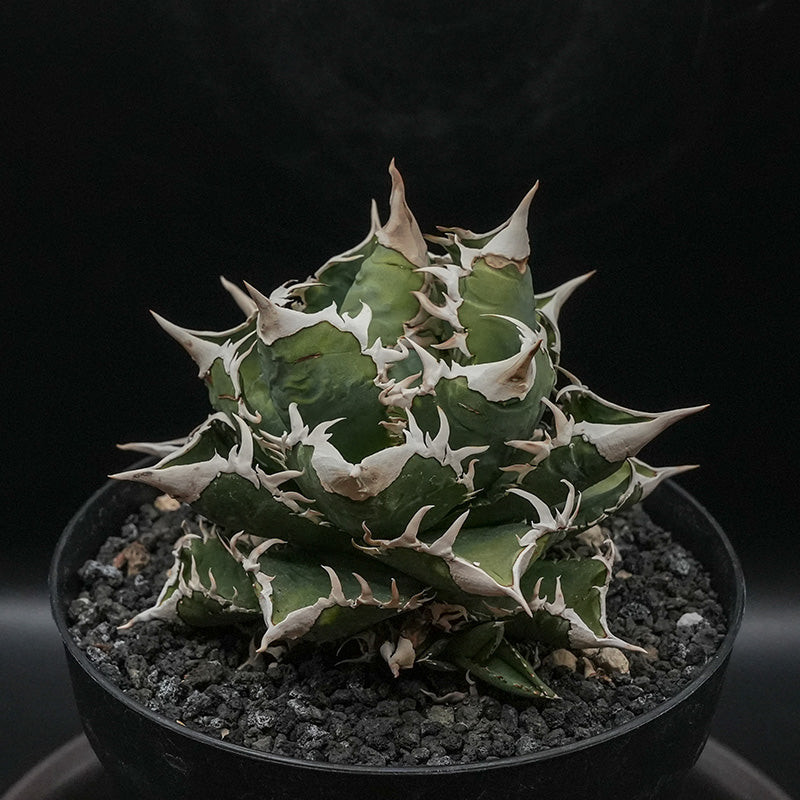 Agave titanota 大白鯊 子株 No.1 (Lize血統)