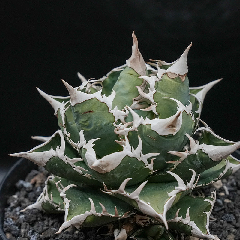 Agave titanota 大白鯊 子株 No.1 (Lize血統)