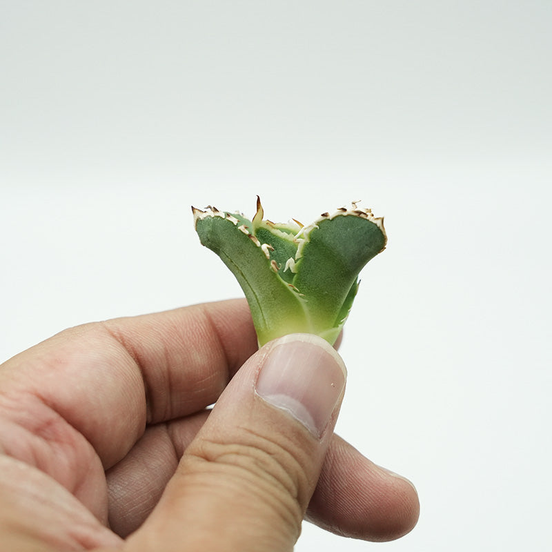 Agave titanota 大白鯊 子株 No.1 (Lize血統)