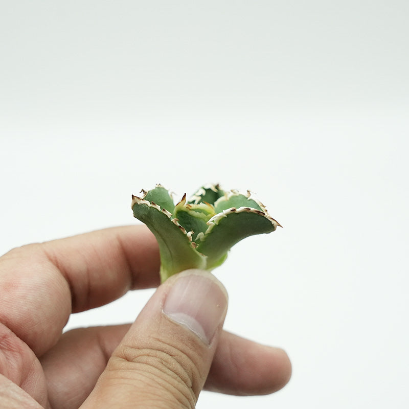 Agave titanota 大白鯊 子株 No.1 (Lize血統)
