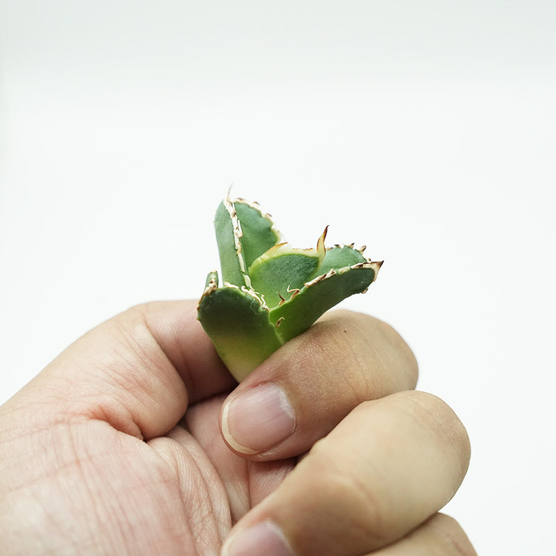 Agave titanota 大白鯊 子株 No.1 (Lize血統)