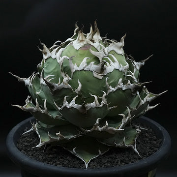 Agave titanota ヤクザシーザー子株 No.3