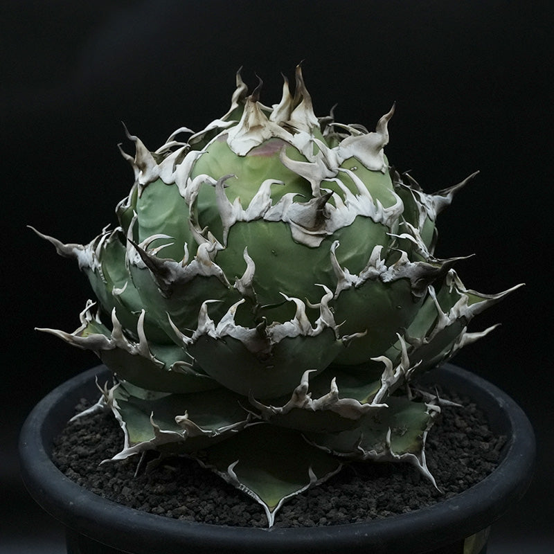 Agave titanota ヤクザシーザー子株 No.3