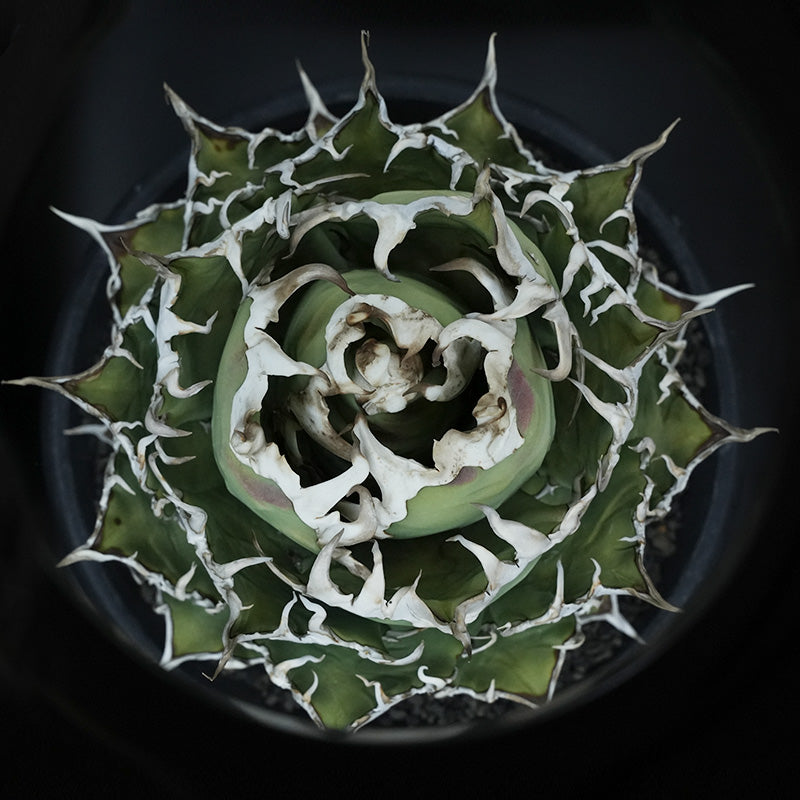 Agave titanota ヤクザシーザー子株 No.3