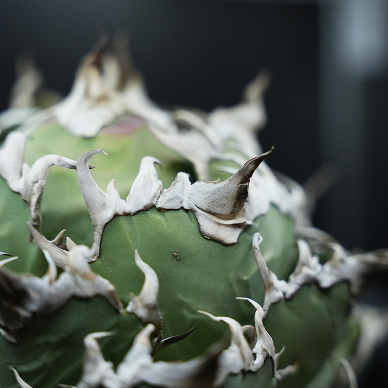 Agave titanota ヤクザシーザー子株 No.3