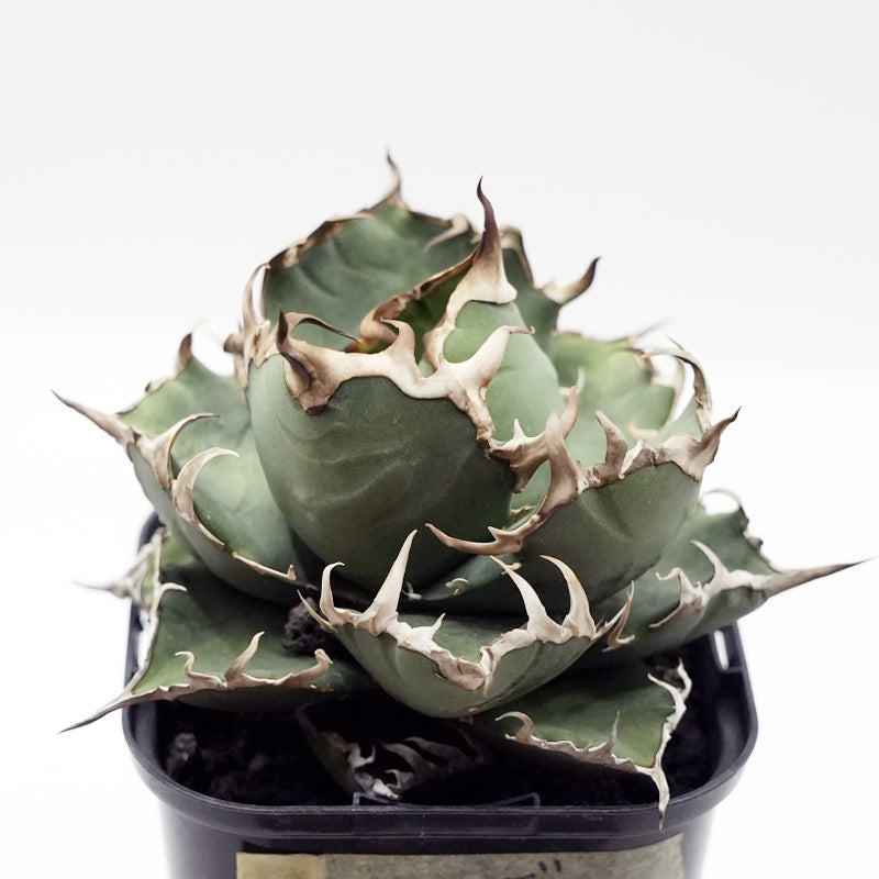 Agave titanota ヤクザシーザー 子株 No.1