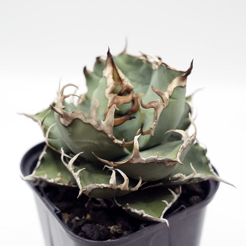 Agave titanota ヤクザシーザー 子株 No.1