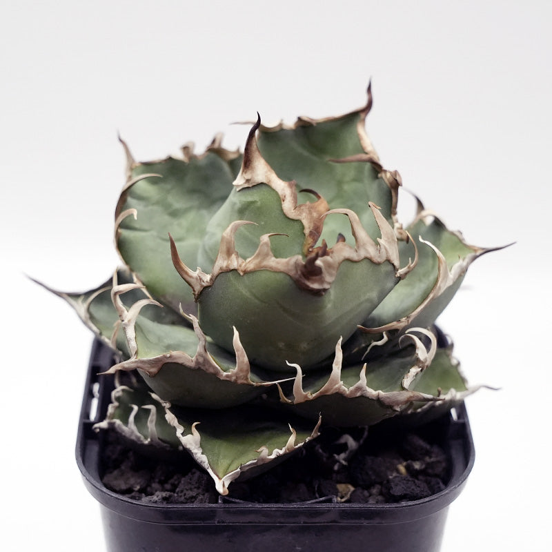 Agave titanota ヤクザシーザー 子株 No.1