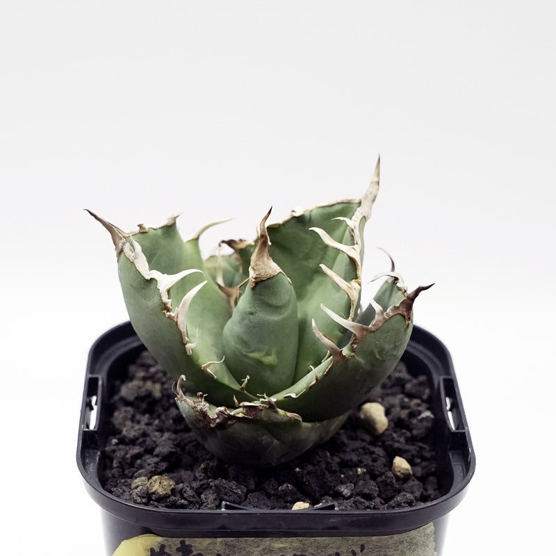 Agave titanota ヤクザシーザー 子株 No.2