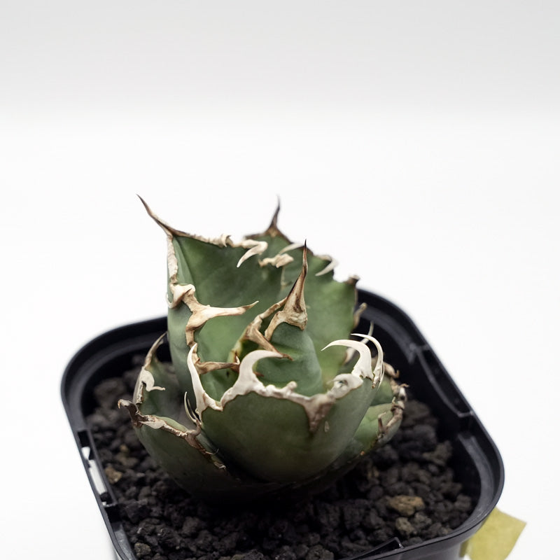 Agave titanota ヤクザシーザー 子株 No.2