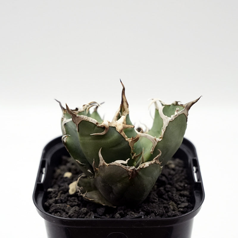 Agave titanota ヤクザシーザー 子株 No.2