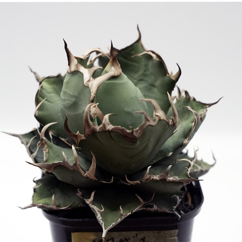 Agave titanota ヤクザシーザー子株 No.3