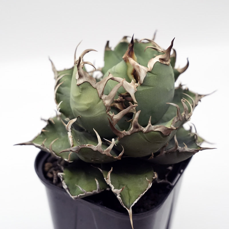Agave titanota ヤクザシーザー子株 No.3