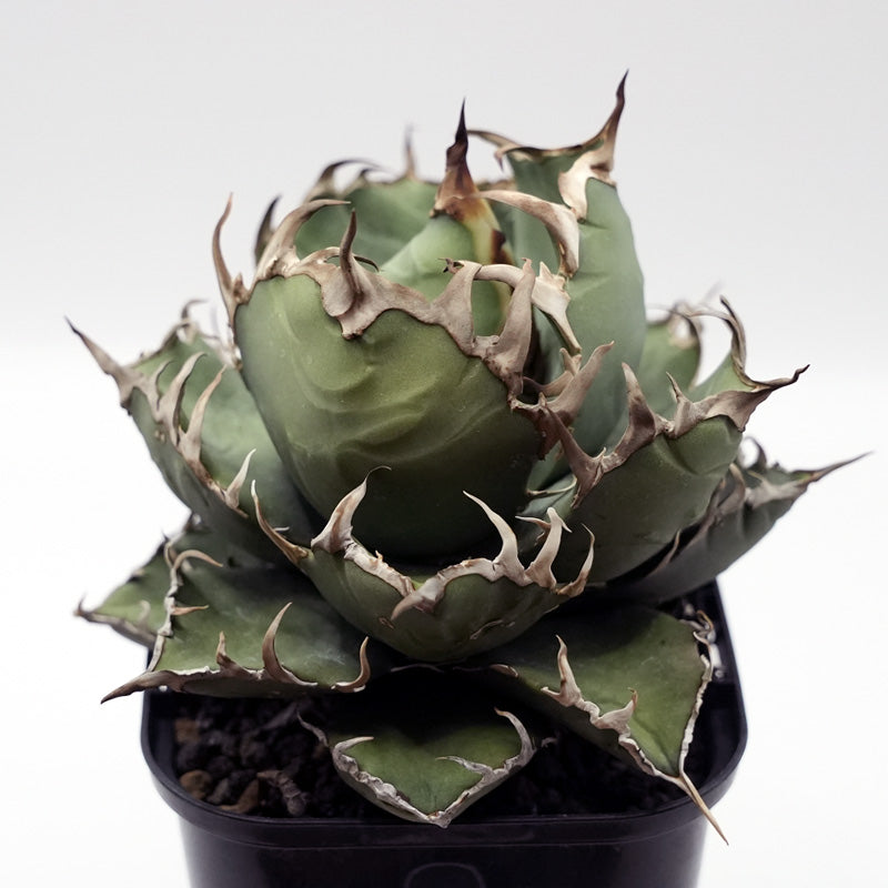 Agave titanota ヤクザシーザー子株 No.3