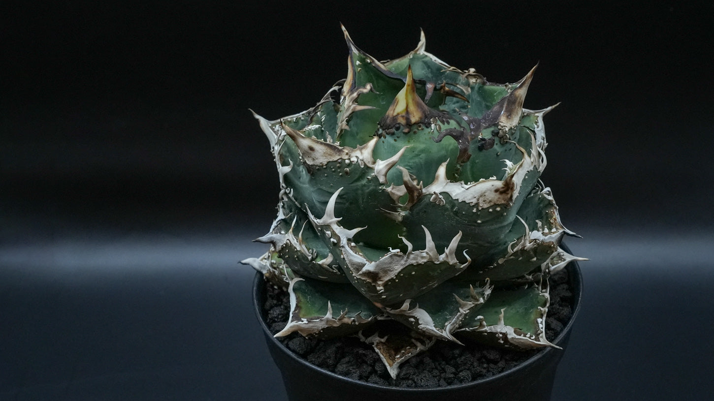 slider image slider_item_gBzYAN