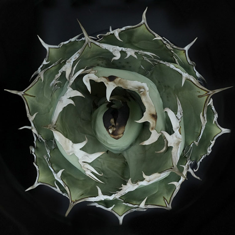 Agave titanota 黒羽毛 子株 No.1 (Lize血統)