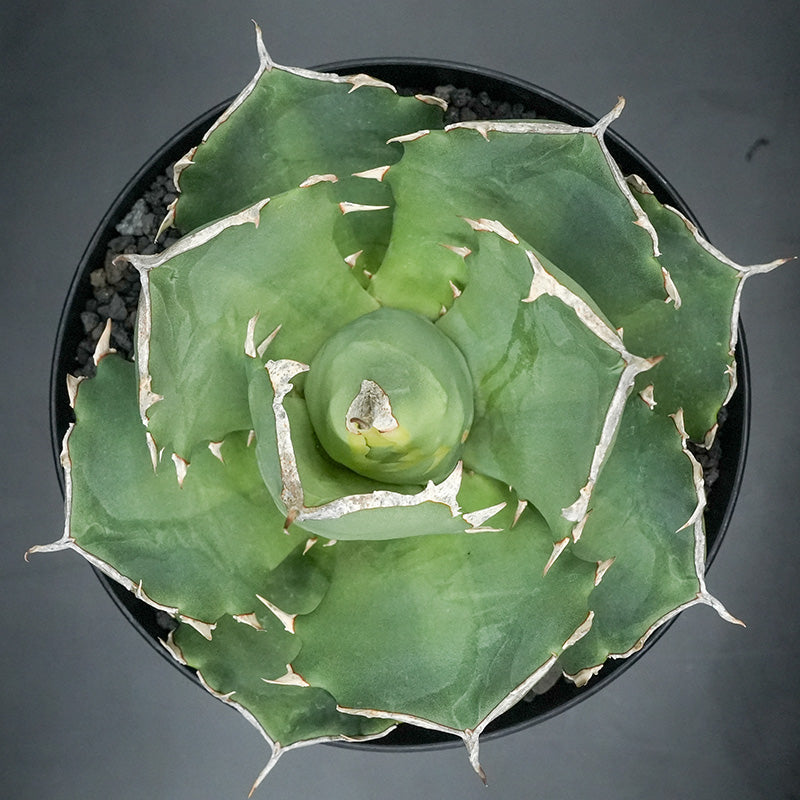 Agave titanota 皇帝 子株 No.1 (Lize血統)