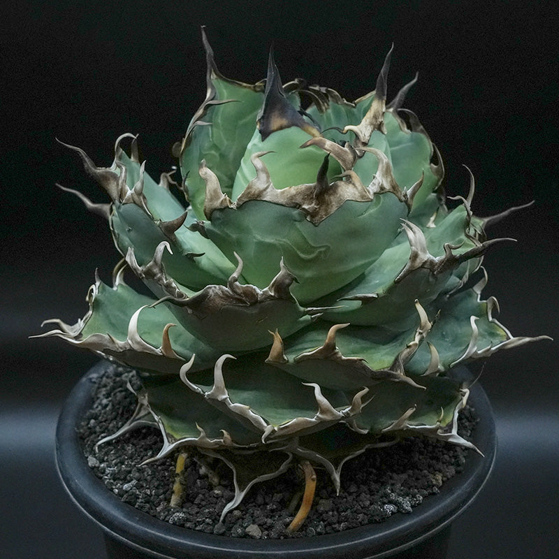 agave 恐竜牙歯 ハデス
