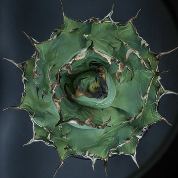 agave 恐竜牙歯 ハデス