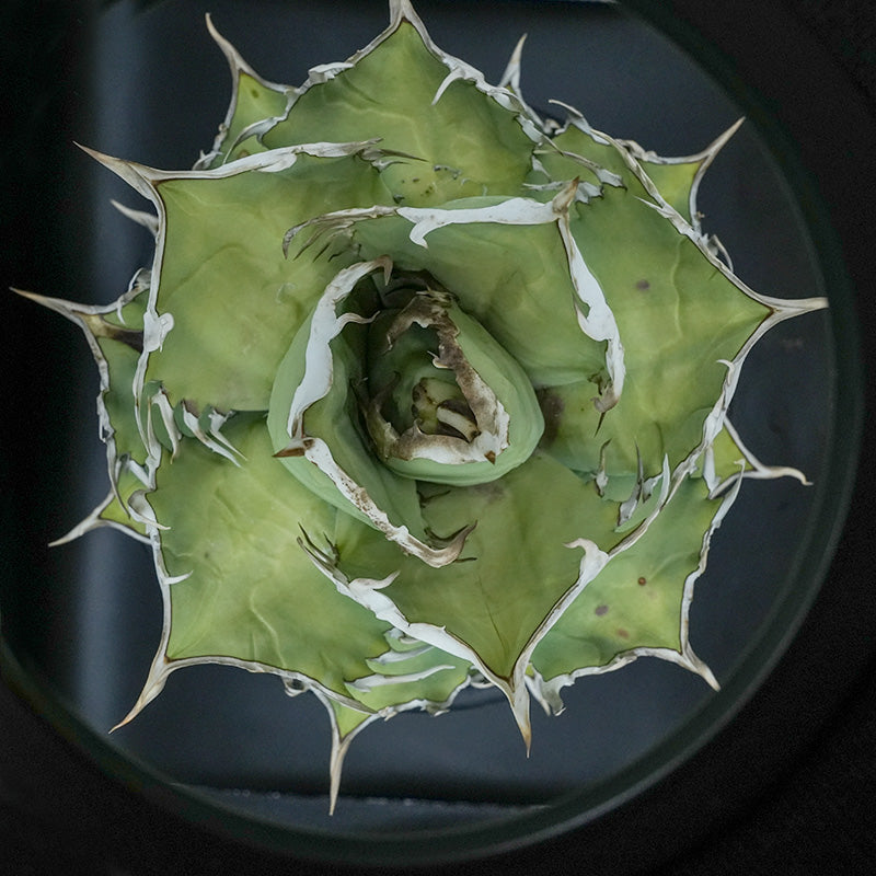 Agave titanota 海星 子株 No.1 (Lize血統)