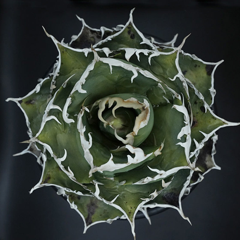 Agave titanota 金鯨 子株 No.1 (Lize血統)
