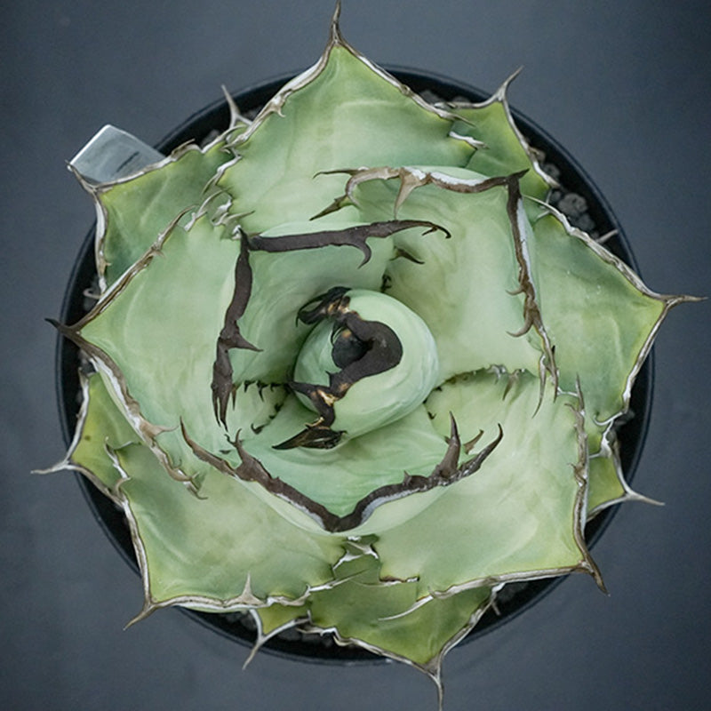 Agave titanota 黒鯊 子株 No.1 (Lize血統)