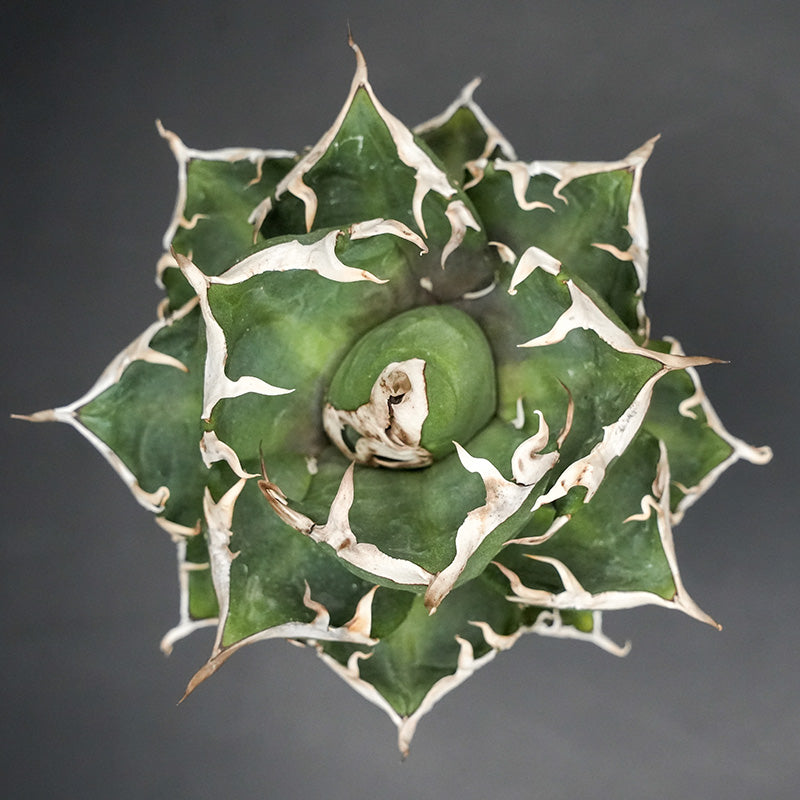 Agave titanota 鬼爪 子株 No.4 (Lize血統)