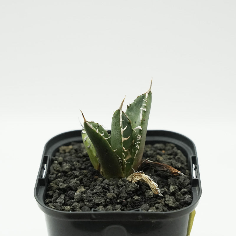 Agave titanota 鬼爪 子株 No.5 (Lize血統)