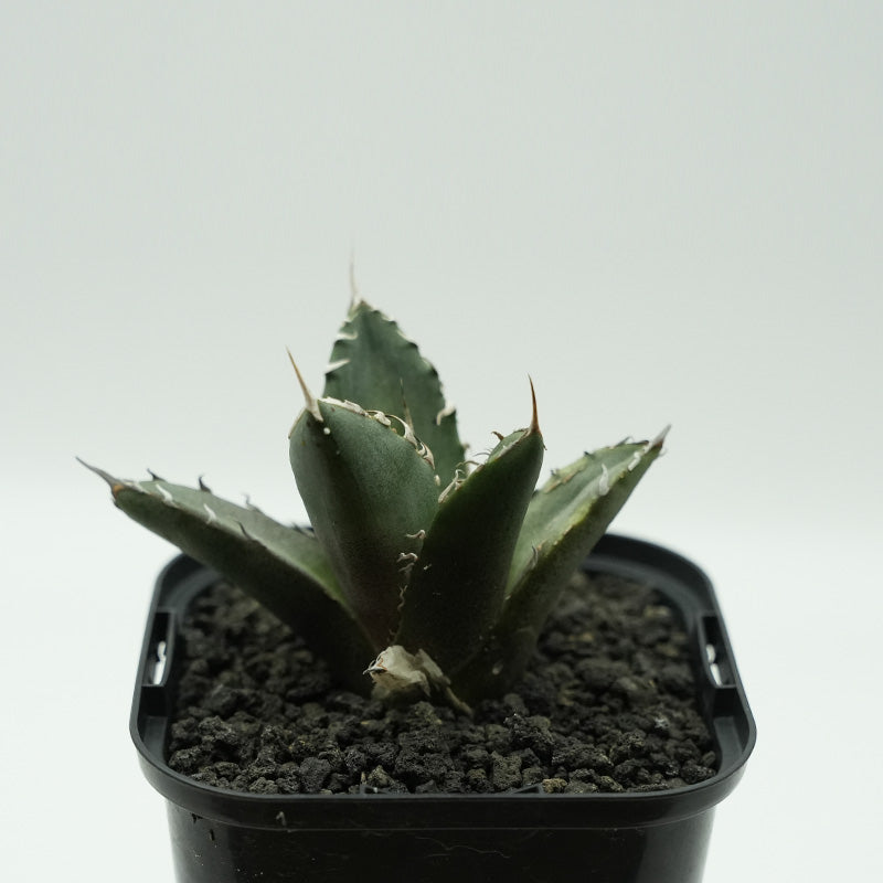 Agave titanota 鬼爪 子株 No.6 (Lize血統)