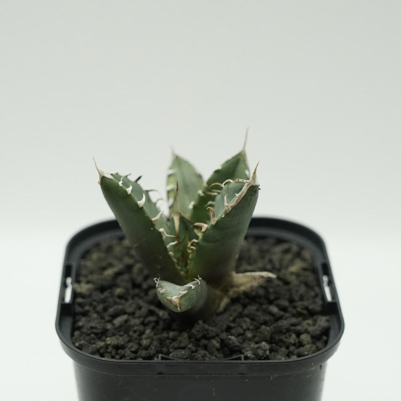 Agave titanota 鬼爪 子株 No.6 (Lize血統)