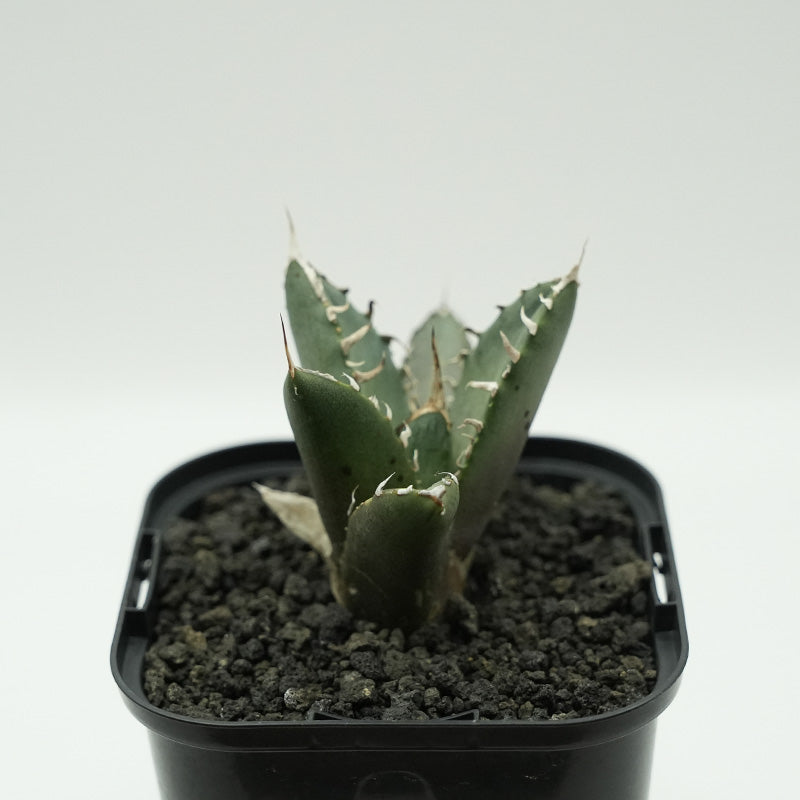 Agave titanota 鬼爪 子株 No.6 (Lize血統)